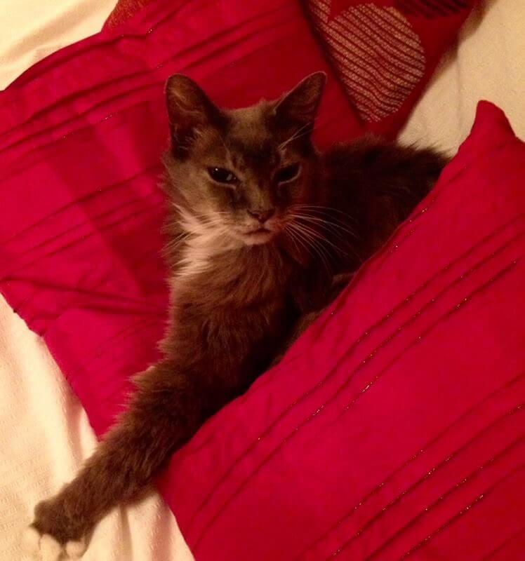 Anakin cured of hyperthyroidism and looking much better