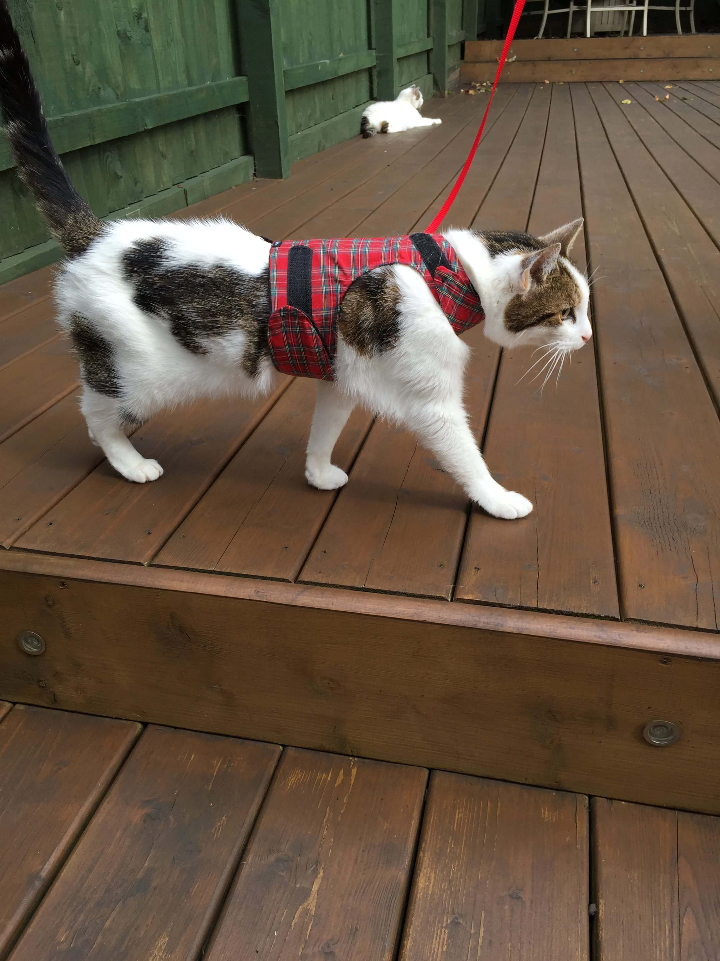 Charlie - cat post radio-iodine treatment