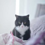 banner-ad-hyperthyroid-cat