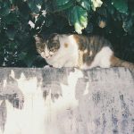 testimonials-hyperthyroid-cat-now-cured