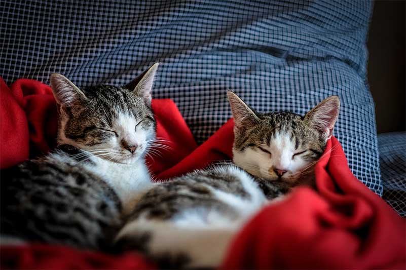 Feline hyperthyroidism - cured and comfy!