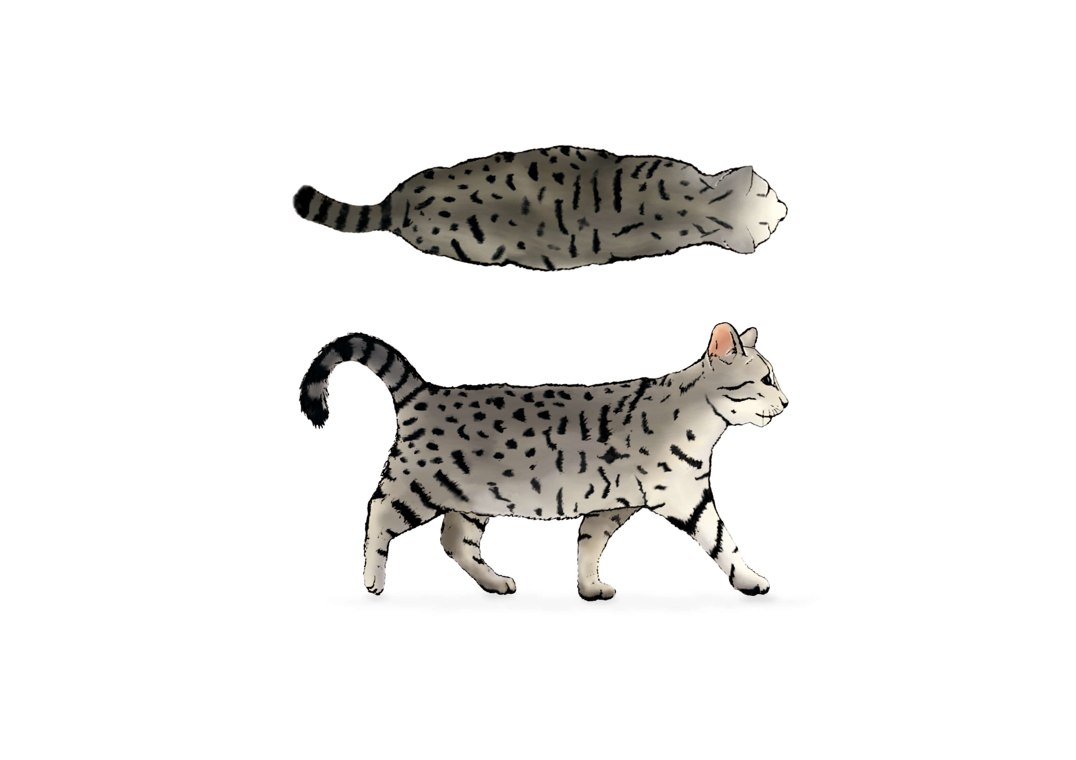 BCS 7 overweight cat