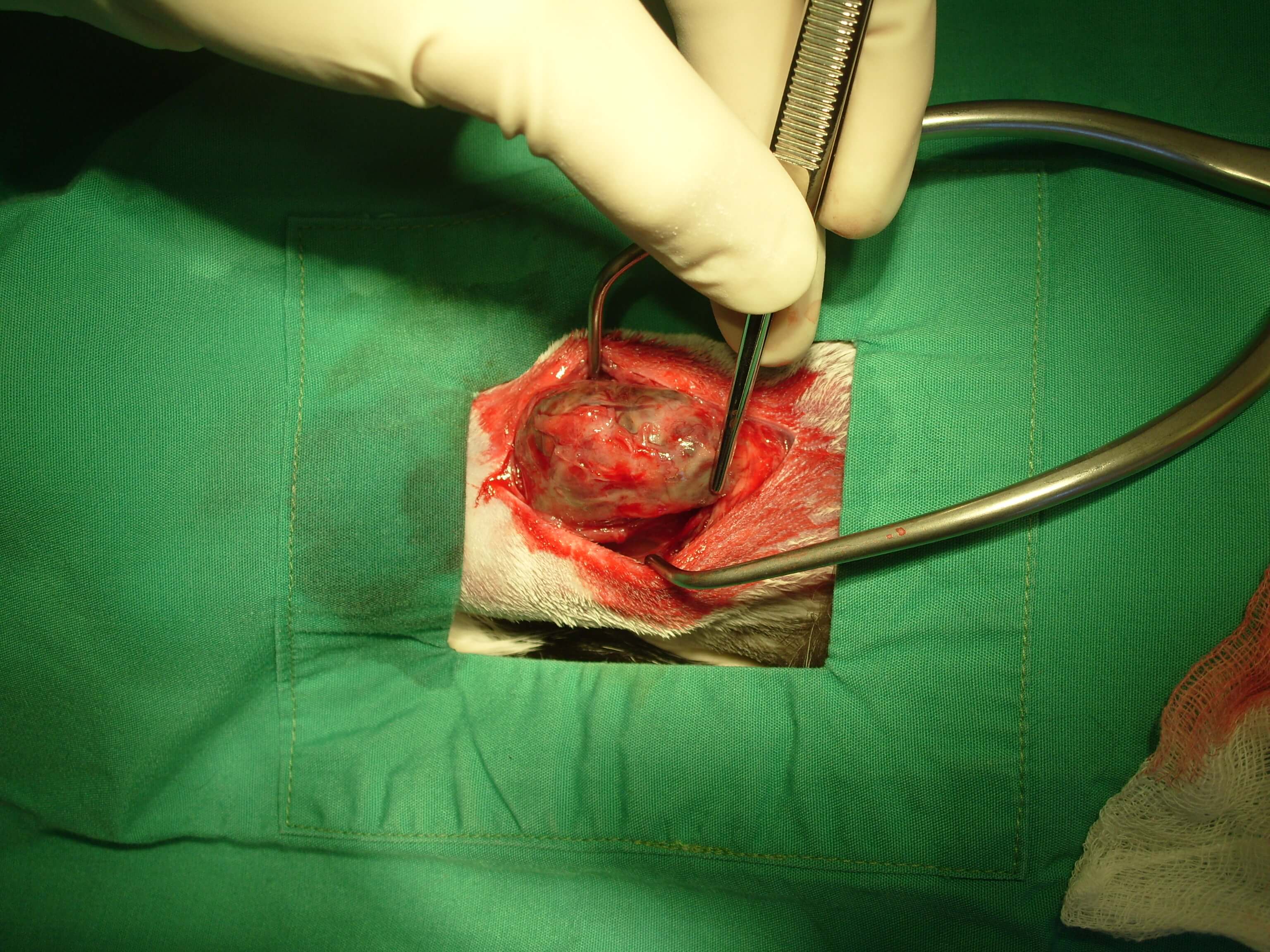 surgery on hyperthyroid cat