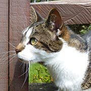 Hyperthyroid Cat - now cured