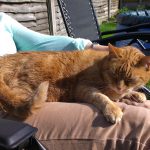 cosmo hyperthyroid cat