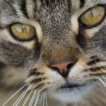 douglas-former-hyperthyroid-cat
