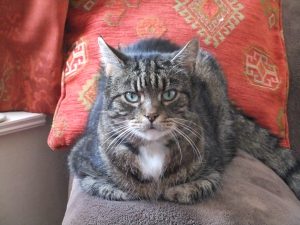 Hector - hyperthyroid cat now cured using radio-iodine