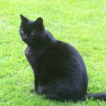 cat-cured-after-radioiodine-treatment-Horace