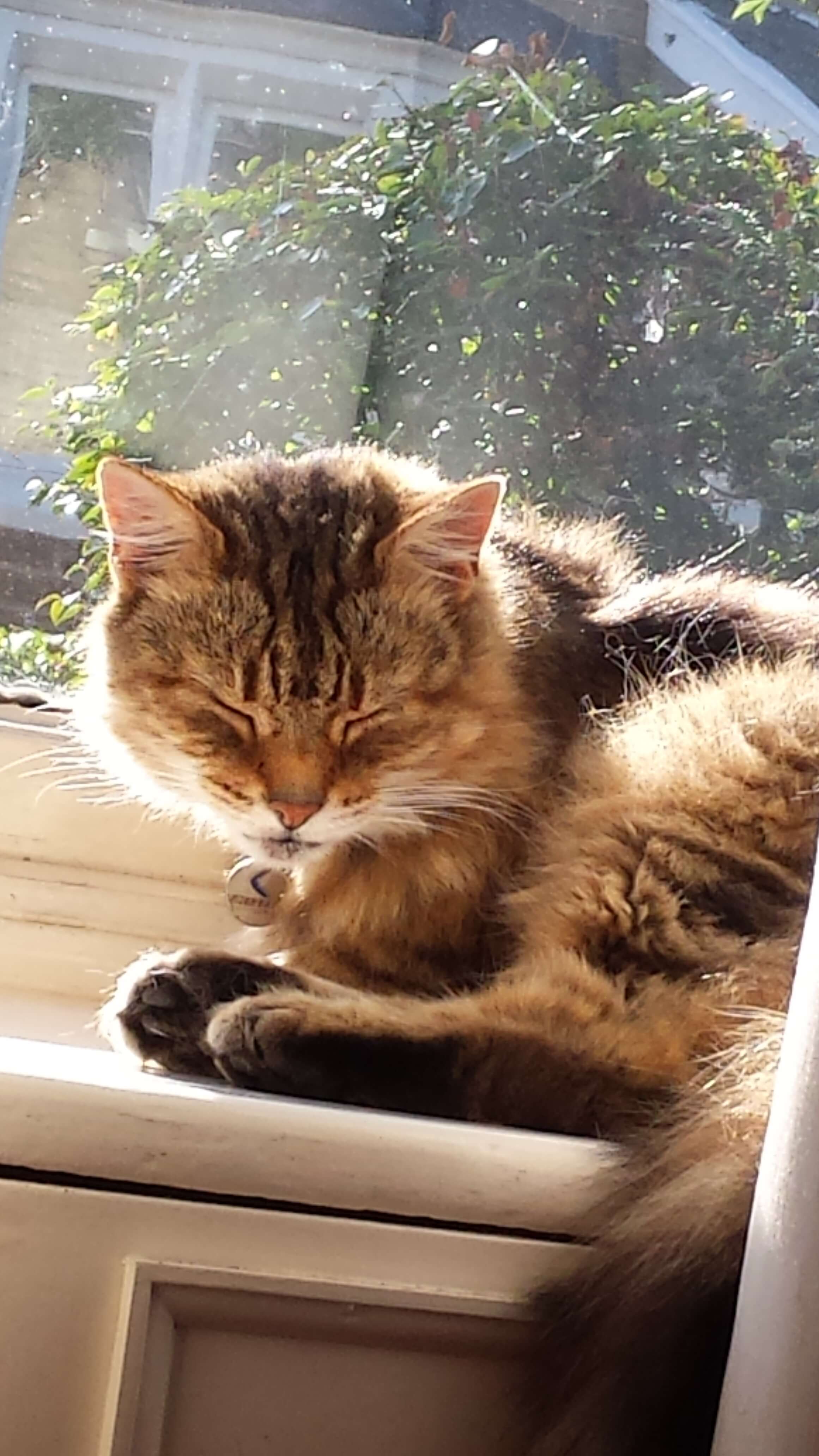 Milly - former hyperthyroid cat, now cured with radio-iodine