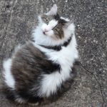 minette-post-radioiodine