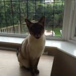 moody-former-hyperthyroid-cat
