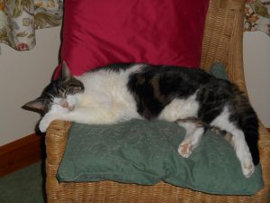 Mouse having a nap - former hyperthyroid cat