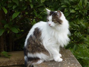 former hyperthyroid cat treated with radio-iodine - now healthy