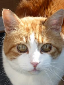 Percy Hyperthyroid Cat