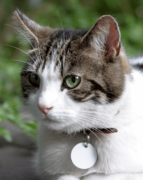 cat cured after radioiodine treatment