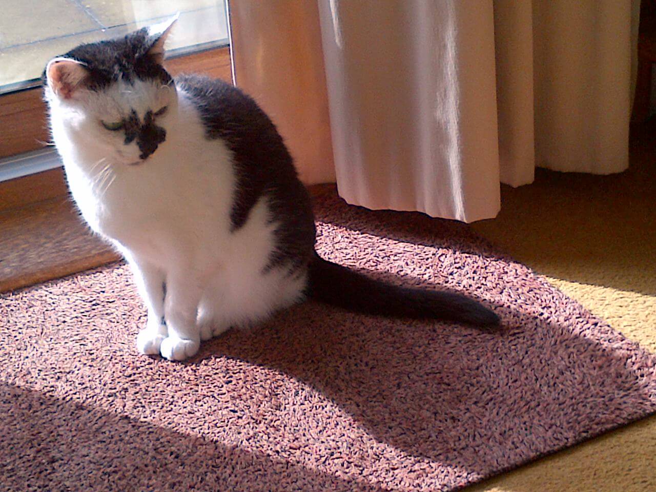 cat cured after radio-iodine - Pixie