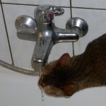 poppy-and-tap-closeup-hyperthyroid-excess-thirst