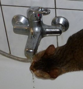 hyperthyroid cat drinking as excessively thirsty