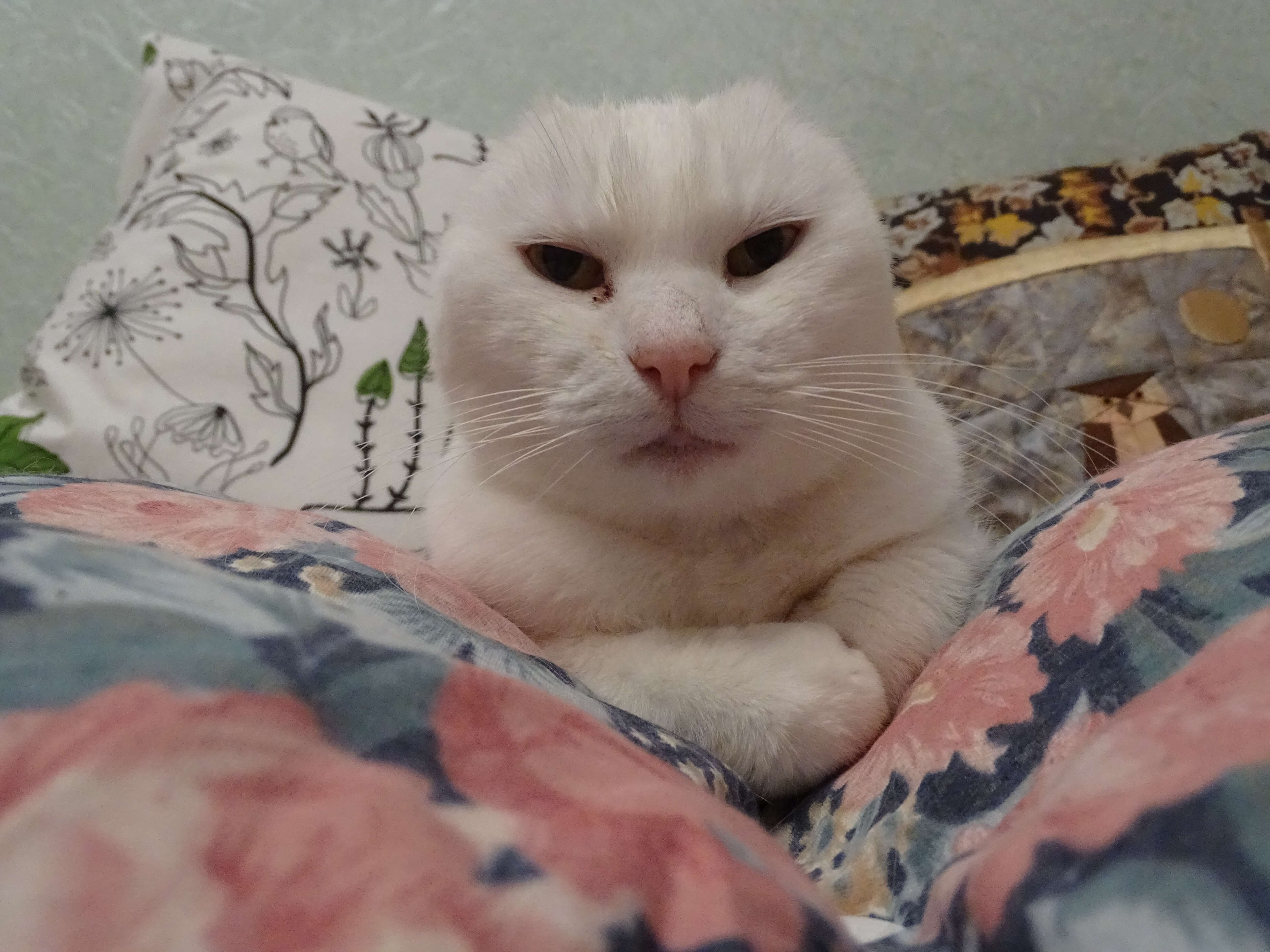 Jessie - now cured of hyperthyroidism