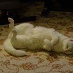 Jessie -cured feline hyperthyroidism