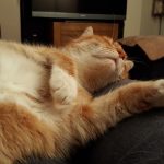 Hyperthyroid Clawed is Cured