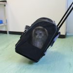 Casper ready to go!