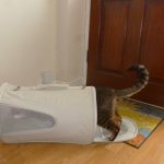 Soft Carrier – unsuitable for radioactive cats
